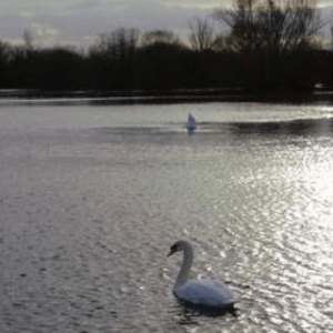 Chigborough Lakes Nature Reserve Heybridge